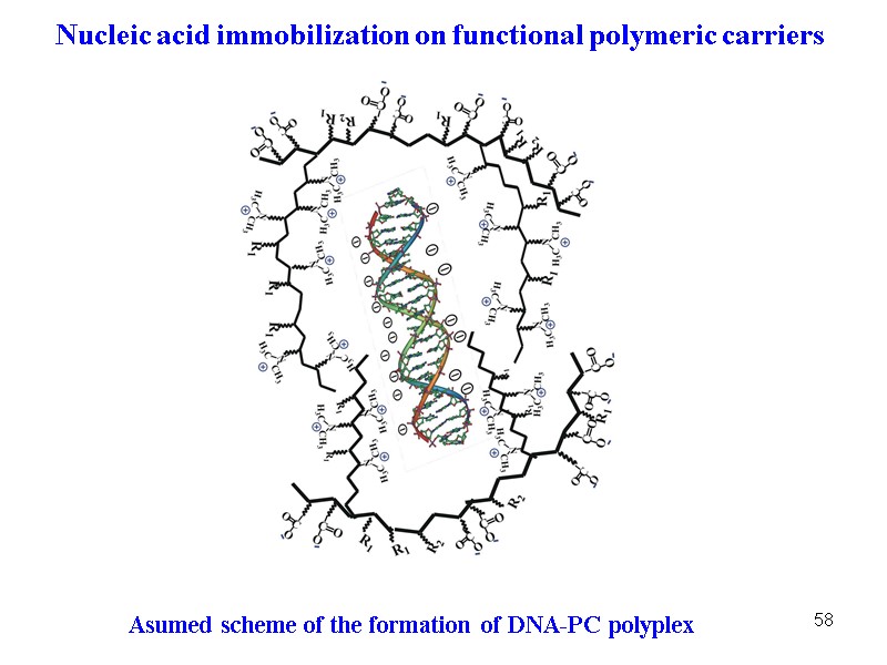 58 Asumed scheme of the formation of DNA-PC polyplex Nucleic acid immobilization on functional